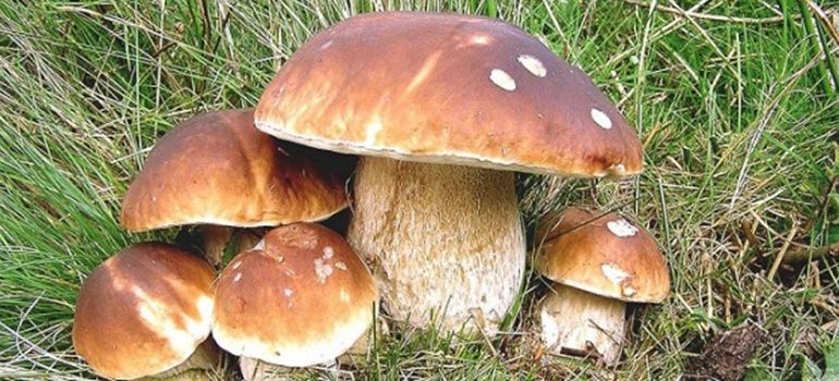 Avviso commestibilità funghi 