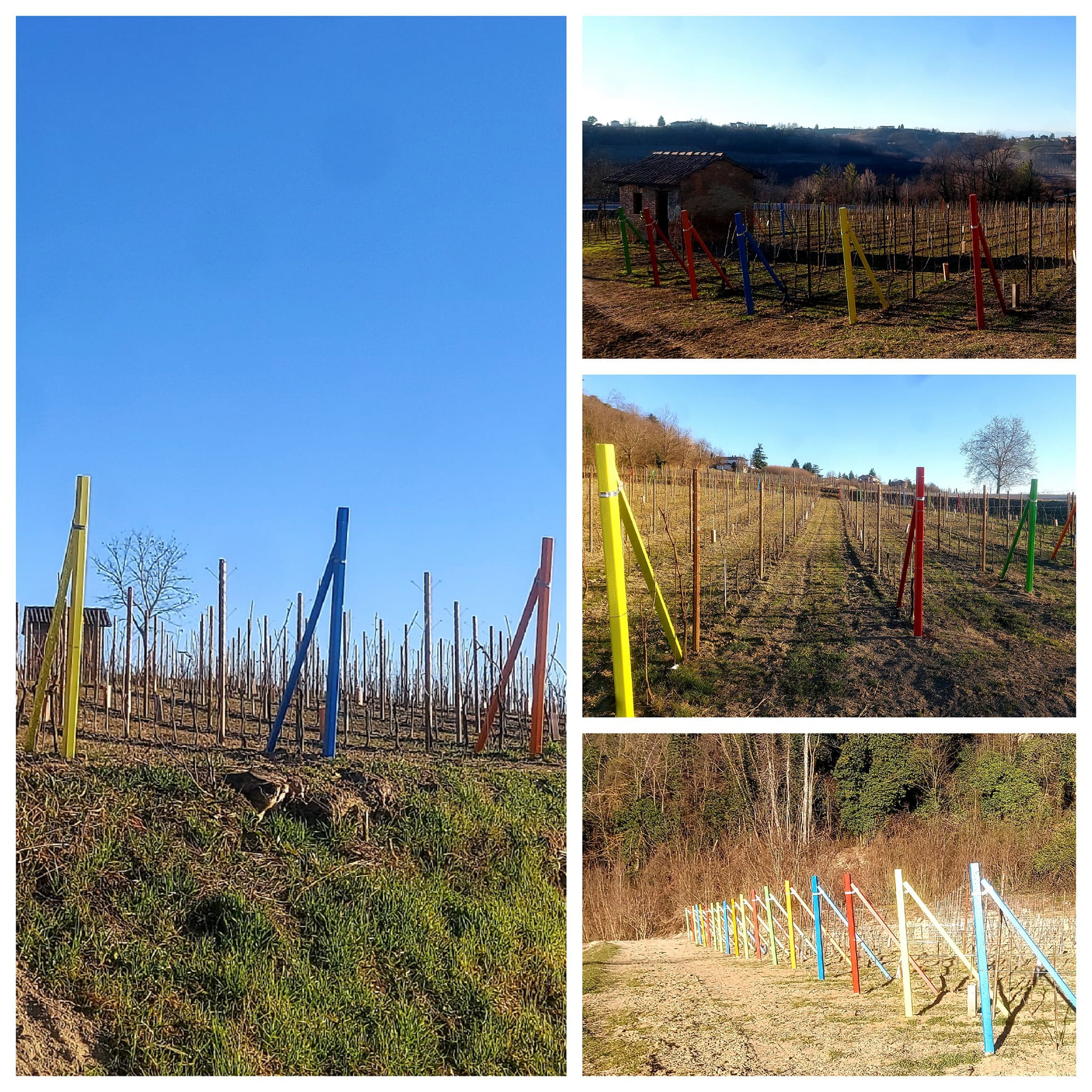 Vigna colorata | Agliano Terme